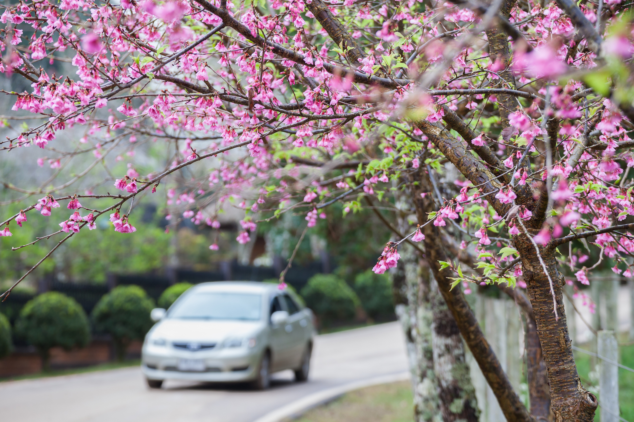 wild himalayan cherry and road car